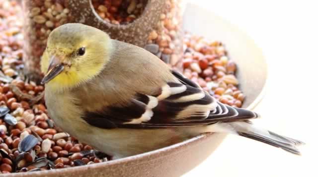 Goldfinch in the Feeder ... Tyler Texas, January 2014